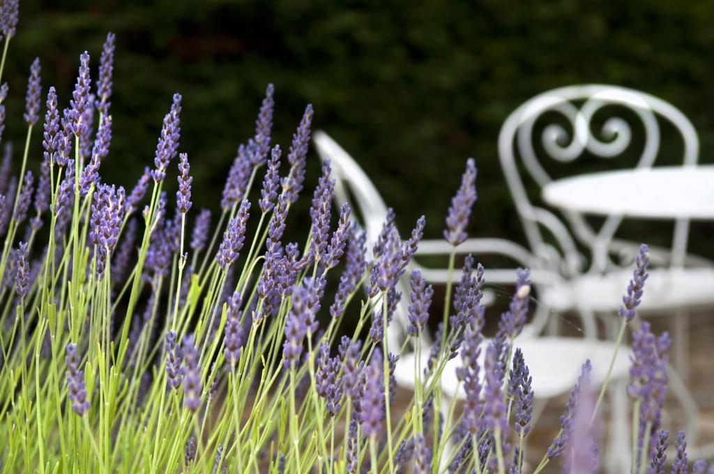Arc En Ciel Oleron Hotel แซ็ง-โทรจง-เลส์-แบ็งส์ ภายนอก รูปภาพ
